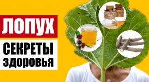 Лопух – здоровье у нас под ногами: самый полезный сорняк, как он действует на организм