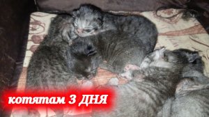 Мама кошка перетащила котят в домик собачки Йоко! Малышам 3 суток.