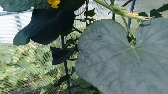 Вредители в теплице.Вредители на огурцах.Клоп в огороде. смотреть онлайн
