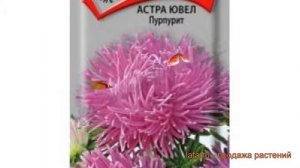 Астра обыкновенный Пурпурит ? обыкновенный астра Пурпурит обзор: как сажать, семена астры Пурпурит