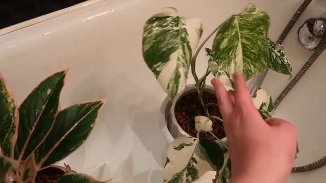 Мытье комнатных растений под душем / Профилактика от клеща / Кротон, Аглаонема, Монстера Альба