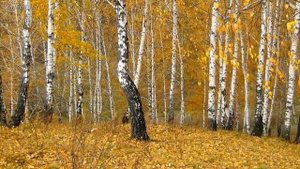 ГАЛИНА ПОГОРЕЛЬСКАЯ - СОК БЕРЁЗОВЫЙ С ГОРЕЧЬЮ