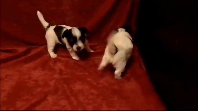 Щенки бивера питомника "Del Terro Perros".