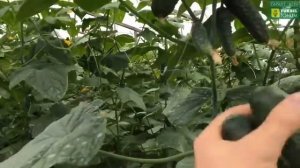 Профессиональные семена. ПЕРОНОСПОРОЗ Устойчивость огурца ЛЮТОЯР F1 Сравнение с св 40 97 и кураж