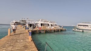 Акулы в Египте. Море. Погода. #хургада #египет #акулы