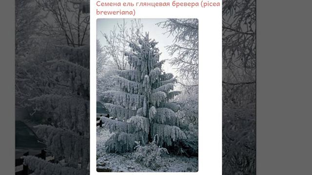 Семена ель глянцевая бревера