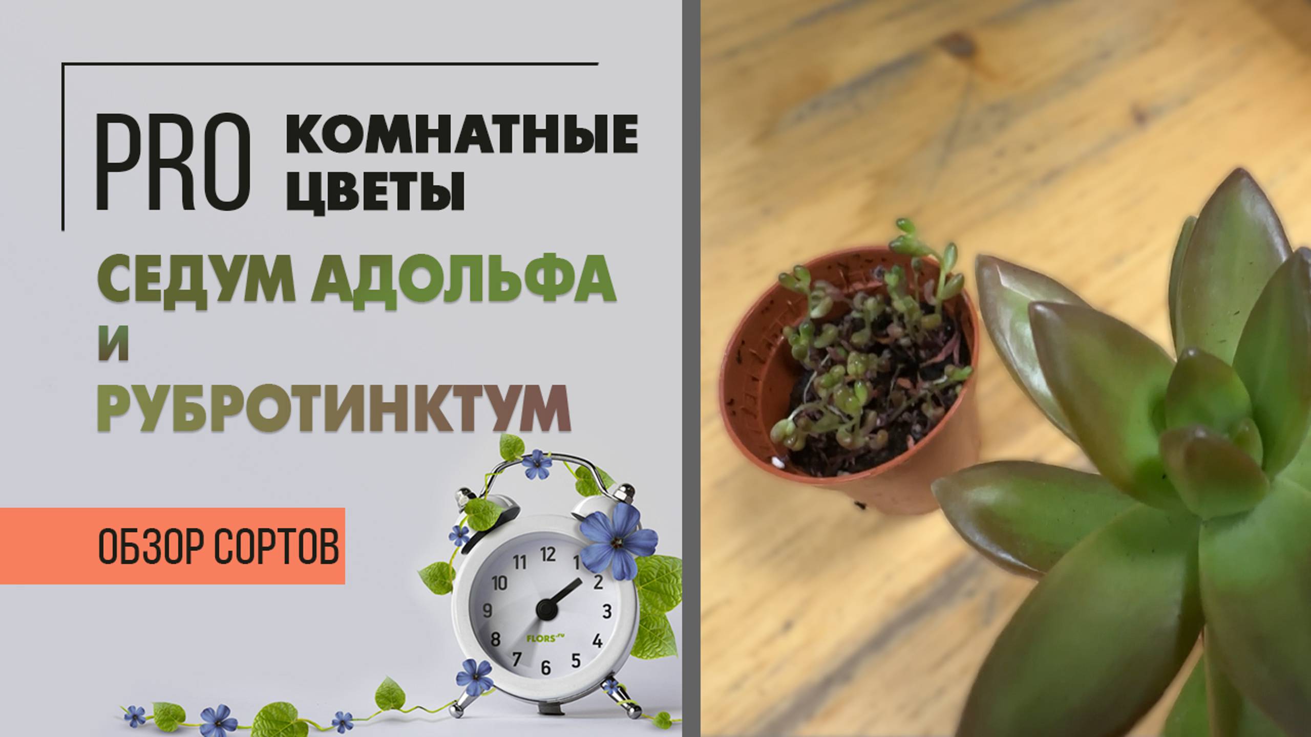 Суккуленты: седум адольфа и седум рубротинктум. Обзор сортов. Неприхотливые солнцелюбивые растения.