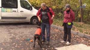 Как научить собаку собирать вещи в ведро, доберман Тильда