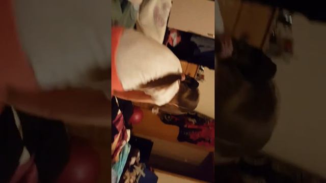 Каролинка мелкая смотреть онлайн