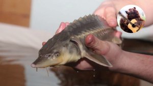 Песня по игре РР4   "Трофейный осетр"