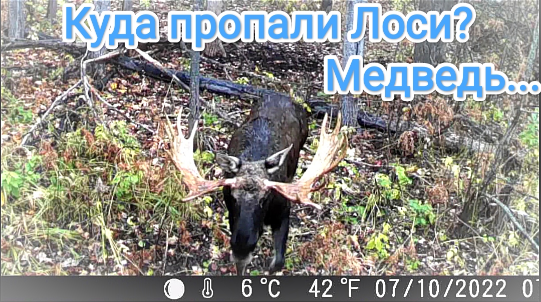 Пропали лоси, куда? Пришел медведь. смотреть онлайн