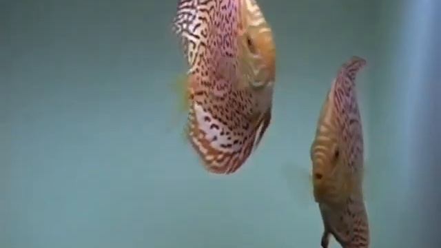 Albino Leopard смотреть онлайн