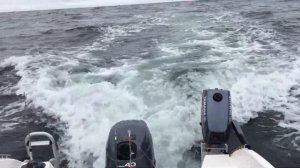 Треска Баренцево море Афалина 460