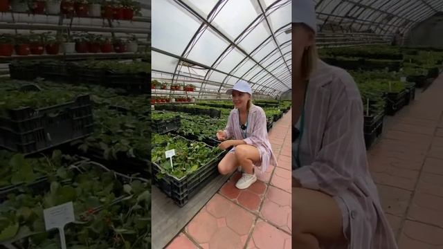 Шикарная ампельная земляника у наших Партнёров Агрохолдинг ПОИСК смотреть онлайн