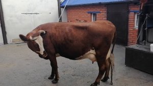 Началась охота у коровы, корова начал орать, стала не спокойная. Вести к быку или к осеменатору.