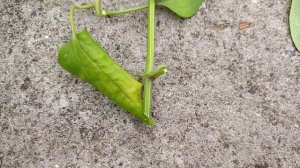 Clematis/ Ranjai Cutting Propagation & Care, Best Fragrant flower plant