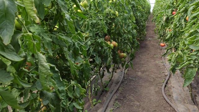 Томат Мамстон 31 мая смотреть онлайн