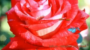 Роза чайно-гибридная Биколет (rose bicolette) ? роза Биколет обзор: как сажать саженцы розы Биколет