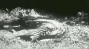 Анаконда против Ягуара   Питон против Тигра   Питон против леопарда