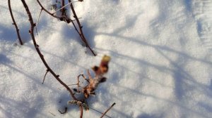 Зимняя обрезка ремонтантных сортов малины на летнее плодоношение