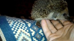 Ушастый ёж 2