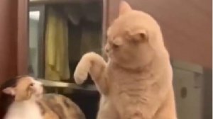Очень смешные видео с котами и собаками. Прикольные котики. Смешные котята №13