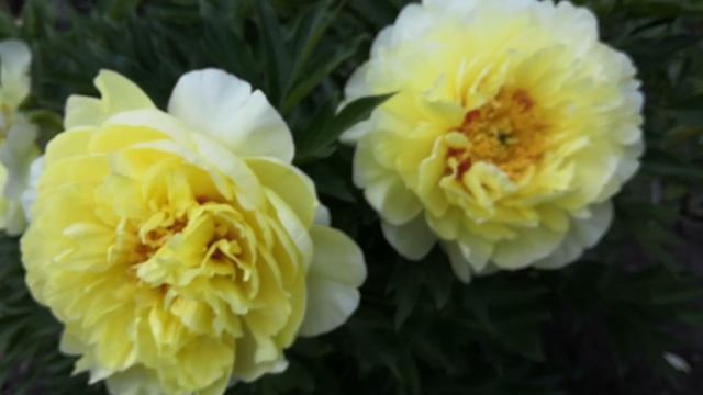 Пион Бартзелла.ИТО- гибрид.И всё-таки Бартзелла...Вся красота распустившихся цветов ! Июнь 2020. смотреть онлайн