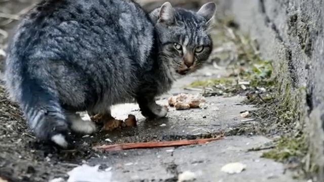 Бездомные кошки