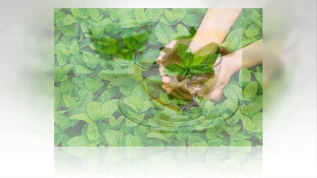 5 растений от ГОЛОВНОЙ БОЛИ! смотреть онлайн