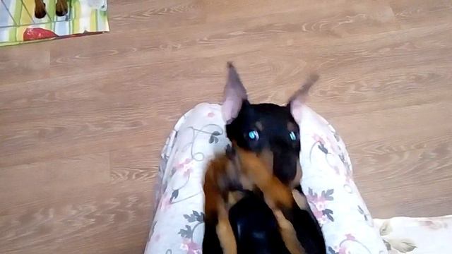 #цвергпинчер,#азриельстар,#аzrielstar смотреть онлайн