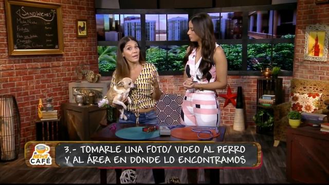 COMO AYUDAR A UN PERRO ABANDONADO смотреть онлайн