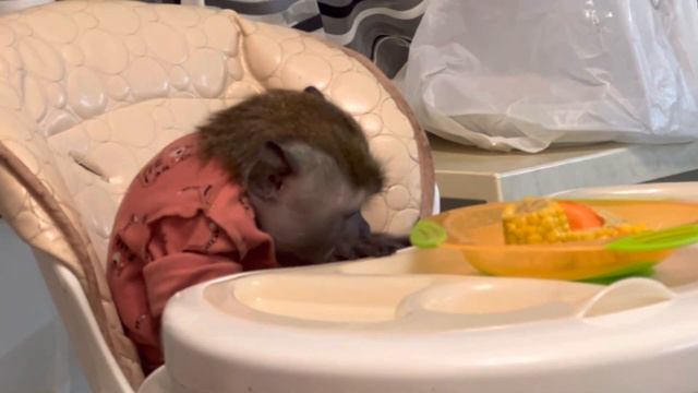 Вчерашний ужин ??????14 декабря 2022 г.#макака #обезьяна #ужин #молоко смотреть онлайн