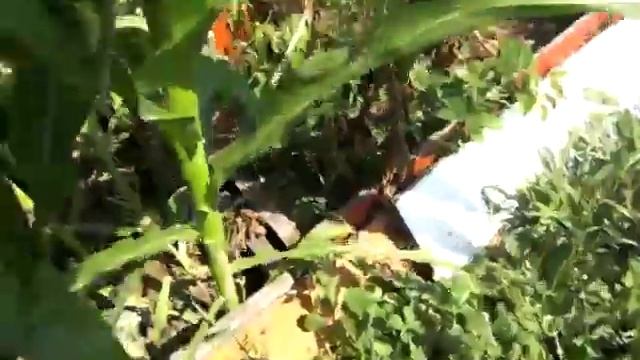 Мой огород - Лук из семян Кукуруза Капуста Картофель Фасоль смотреть онлайн