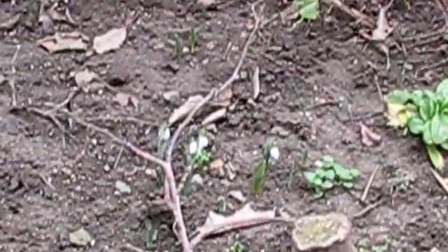 Крым. Февраль. Цветут деревья и подснежники. смотреть онлайн