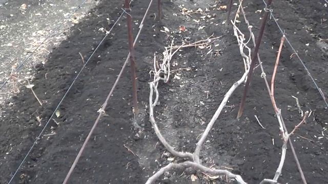 Укрытие винограда на зиму. Виноград  2014.