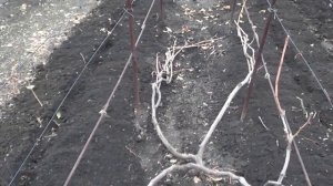 Укрытие винограда на зиму. Виноград  2014.