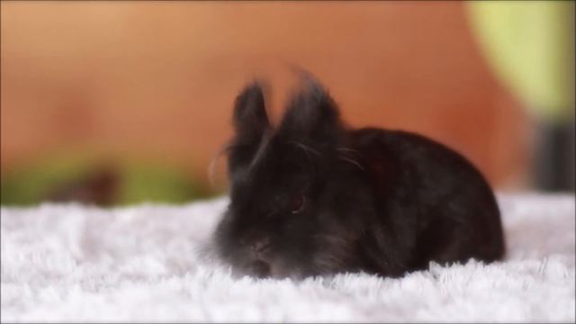 Львиноголовый кролик карликовый черный смотреть онлайн