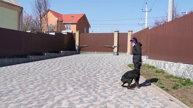 Дрессировка собак г Кропивницкий смотреть онлайн