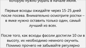 Как вырастить стручковую фасоль