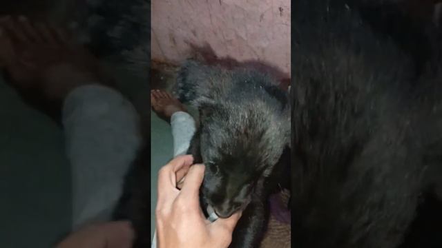 labrador dog 🐕 puppy |black labrador dog |labrador #dog #labrador смотреть онлайн