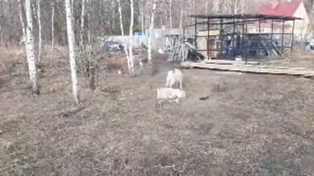 СОЛНЦЕ/ЛАЙКИ/ВЕСНА/ЩЕНКИ/ смотреть онлайн