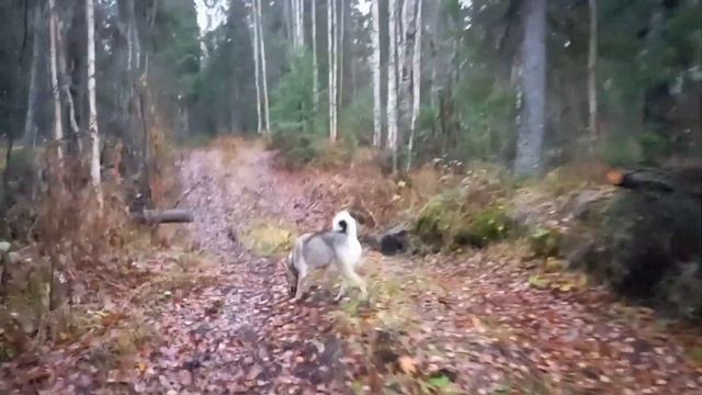 рыбалка охота в глухой тайге. два дня на болотоходе в одну сторону смотреть онлайн