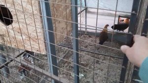 ?КУРЫ БРЕКЕЛЬ ЗОЛОТОЙ В МОЕМ ХОЗЯЙСТВЕ ?