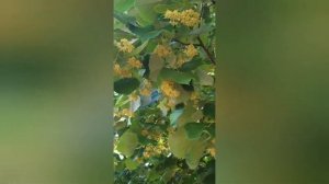 Липа - золото. Полезные свойства цветов липы.