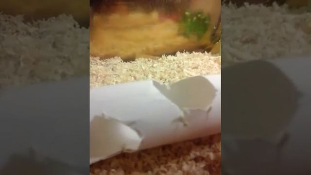 Что нужно в клетку хомячка смотреть онлайн