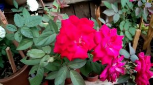 Pretty Flowers | Rose | Petunia