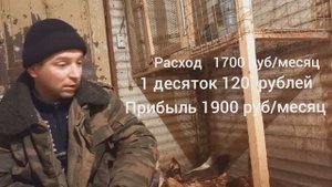 Домашний бизнес на курицах (выгодно ?)