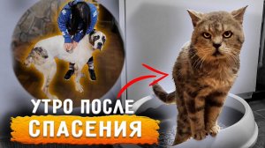 Снова ночью в клинику. Изюм удивляет, 2 дня терпел. Целуем Нукера. У Линды рана. Обзор из котизала.
