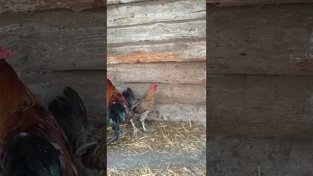 Чешские золотисто крапчатые куры. Česká slepice zlatá kropenatá.