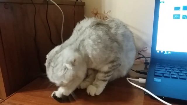 ? Котенок Умывается Милый Скоттиш Фолд ? Вечерний Туалет Котенка Хлои перед Сном ? Dear Kitten Chlo смотреть онлайн